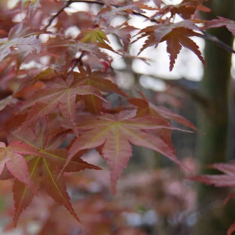 Acer palmatum 'Deshojo' 200-250 cm